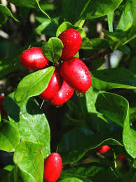 Attēlu rezultāti vaicājumam “Sium latifolium fruit”
