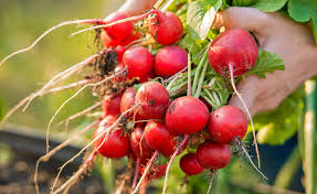 Image result for Radieschen