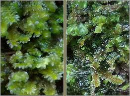 Attēlu rezultāti vaicājumam “Diplophyllum albicans”