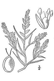 Attēlu rezultāti vaicājumam “Corispermum hyssopifolium”