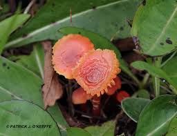 Attēlu rezultāti vaicājumam “Hygrocybe cantharellus”