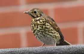 Attēlu rezultāti vaicājumam “Turdus philomelos juvenile”