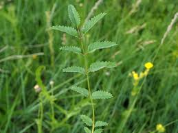 Attēlu rezultāti vaicājumam “Sanguisorba officinalis leaf”