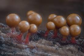 Attēlu rezultāti vaicājumam “Lycogala alisaulianovae macro”