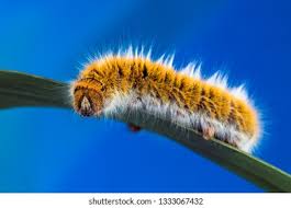 Attēlu rezultāti vaicājumam “Lasiocampa trifolii male”