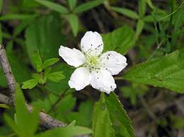 Attēlu rezultāti vaicājumam “Rubus caesius”