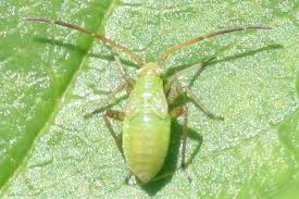 Attēlu rezultāti vaicājumam “Adelphocoris lineolatus imago”