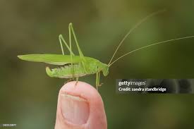 Attēlu rezultāti vaicājumam “Phaneroptera falcata”