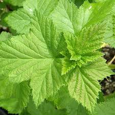 Attēlu rezultāti vaicājumam “Ribes nigrum”