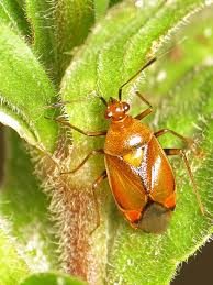 Attēlu rezultāti vaicājumam “Deraeocoris ruber”