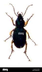 Attēlu rezultāti vaicājumam “Lamprotettix nitidulus”