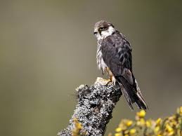 Attēlu rezultāti vaicājumam “Falco subbuteo adult”