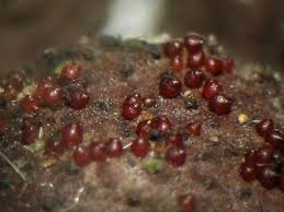 Attēlu rezultāti vaicājumam “Nectria episphaeria”