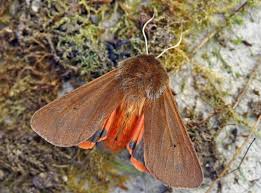 Attēlu rezultāti vaicājumam “Phragmatobia fuliginosa imago”