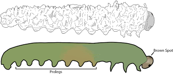Attēlu rezultāti vaicājumam “Eriocampa ovata larva”