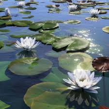 Attēlu rezultāti vaicājumam “Nymphaea alba flower”