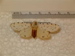 Attēlu rezultāti vaicājumam “Arctiidae”