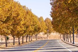 Attēlu rezultāti vaicājumam “Platanus x hispanica (syn. Platanus x acerifolia)”