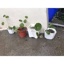 「香菇草」的圖片搜尋結果