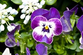 Attēlu rezultāti vaicājumam “Viola x williamsii flower”