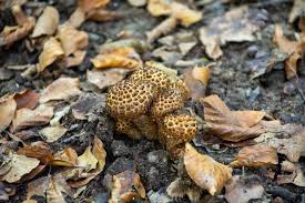 Attēlu rezultāti vaicājumam “Pholiota squarrosoides”