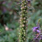 Attēlu rezultāti vaicājumam “Veronica longifolia fruit”