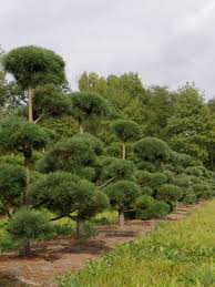 Attēlu rezultāti vaicājumam “Pinus sylvestris var. borussica”