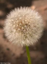 Attēlu rezultāti vaicājumam “Taraxacum officinale aggr.”