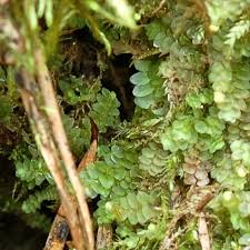 Attēlu rezultāti vaicājumam “Calypogeia integristipula”