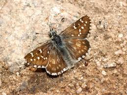 Attēlu rezultāti vaicājumam “Pyrgus alveus”