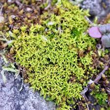 Attēlu rezultāti vaicājumam “Tortella inclinata”