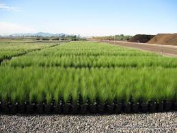 Attēlu rezultāti vaicājumam “Najas tenuissima”