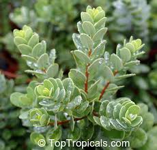 Attēlu rezultāti vaicājumam “Exobasidium uvae-ursi”