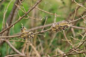 Attēlu rezultāti vaicājumam “Phalera bucephala larva”