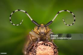 Attēlu rezultāti vaicājumam “Agapanthia villosoviridescens”