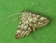 Attēlu rezultāti vaicājumam “Elophila nymphaeata”