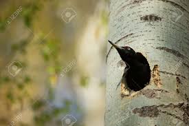 Attēlu rezultāti vaicājumam “Dryocopus martius nest”