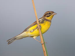 Image result for Emberiza aureola