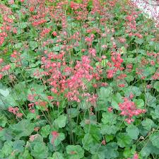 Attēlu rezultāti vaicājumam “Centaurea phrygia bud”