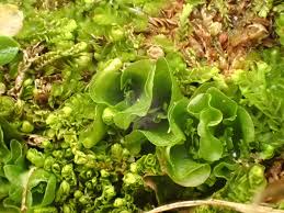 Attēlu rezultāti vaicājumam “Moerckia hibernica”