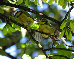 Attēlu rezultāti vaicājumam “Cyanistes caeruleus adult”