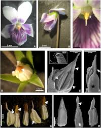 Attēlu rezultāti vaicājumam “Viola uliginosa bud”