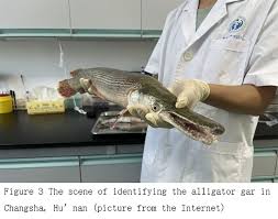 Image result for Garstang A S C