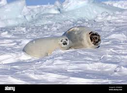 Image result for Pagophilus groenlandicus