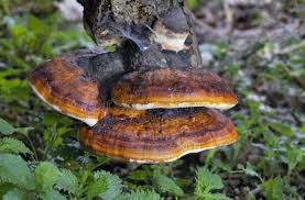 Attēlu rezultāti vaicājumam “Fomitopsis pinicola”