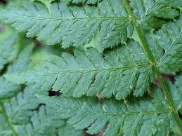 Attēlu rezultāti vaicājumam “Dryopteris expansa”