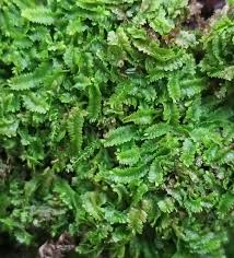 Attēlu rezultāti vaicājumam “Geocalyx graveolens”