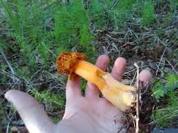 Attēlu rezultāti vaicājumam “Verpa bohemica”