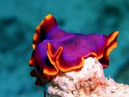 Attēlu rezultāti vaicājumam “Amaurochaete fusiformis”