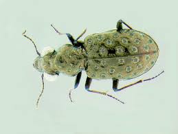 Attēlu rezultāti vaicājumam “Elaphrus cupreus”